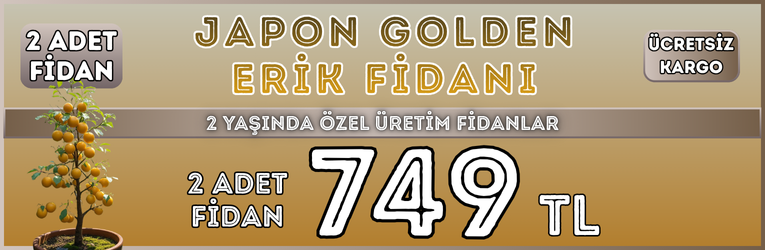 2 Adet Japon Golden Erik