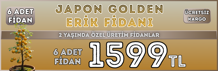 6 Adet Japon Golden Erik