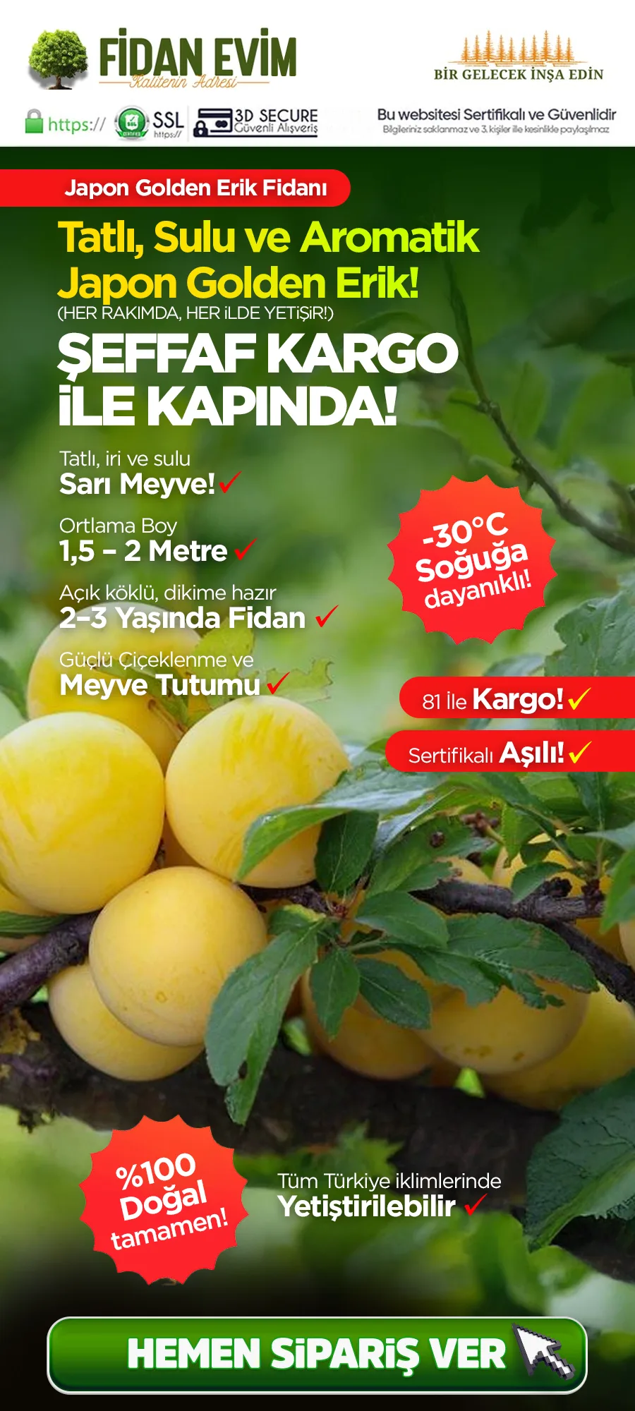 japongoldenerik.jpg 1