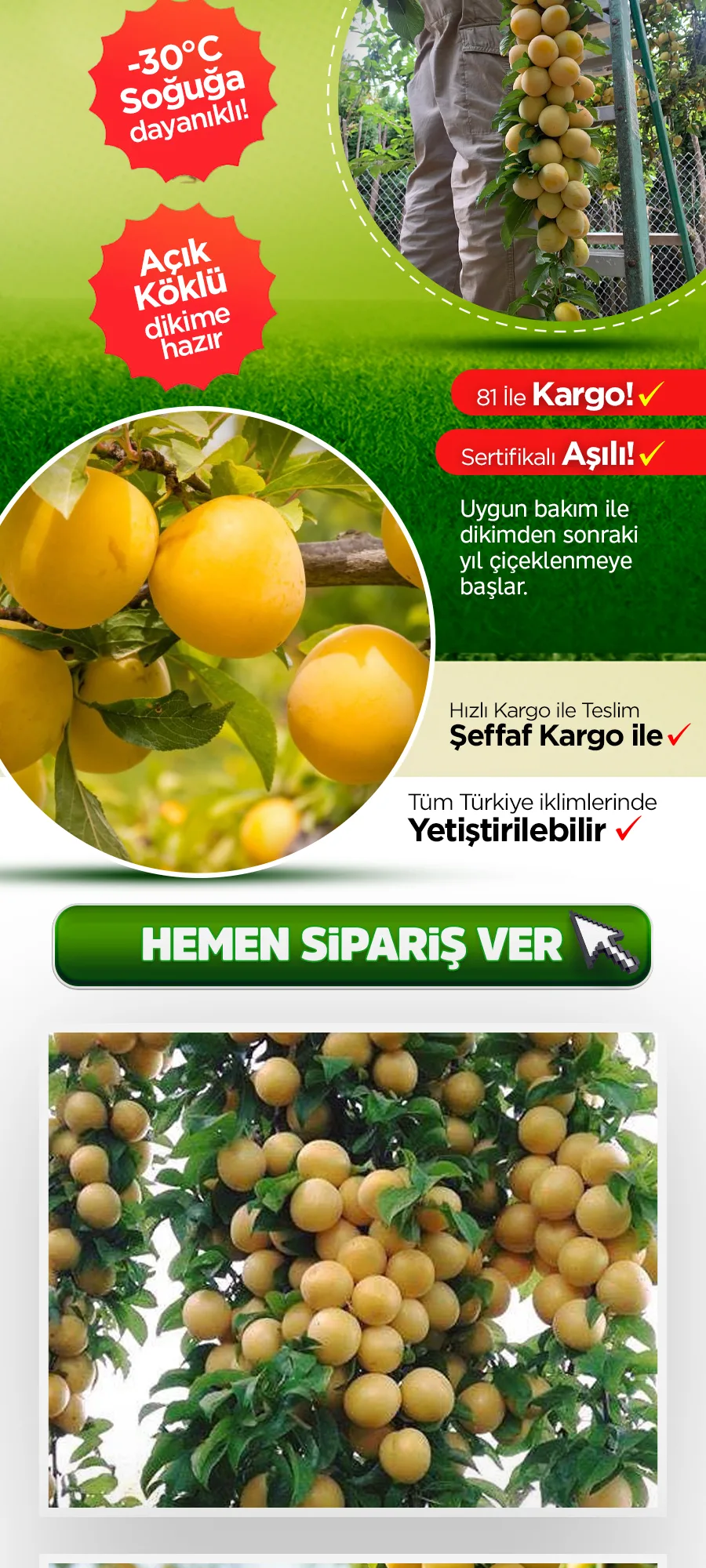 japongoldenerik.jpg 3