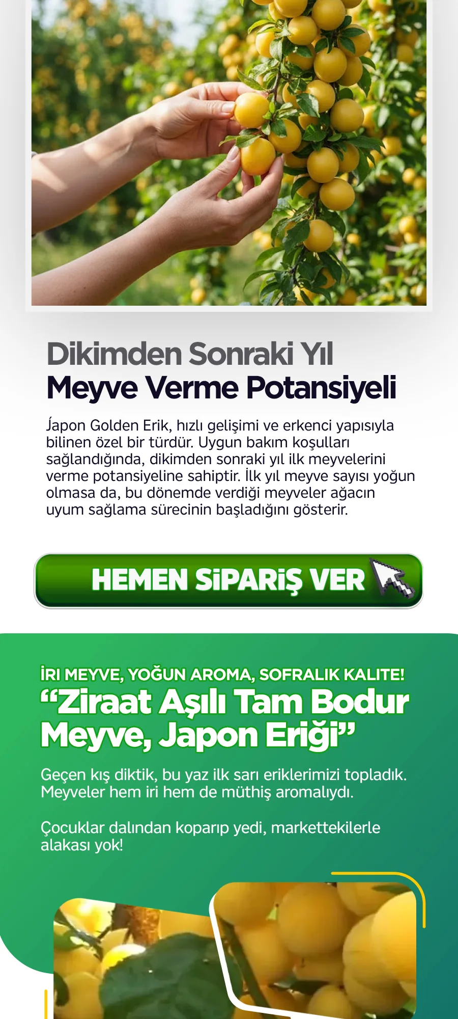 japongoldenerik.jpg 4