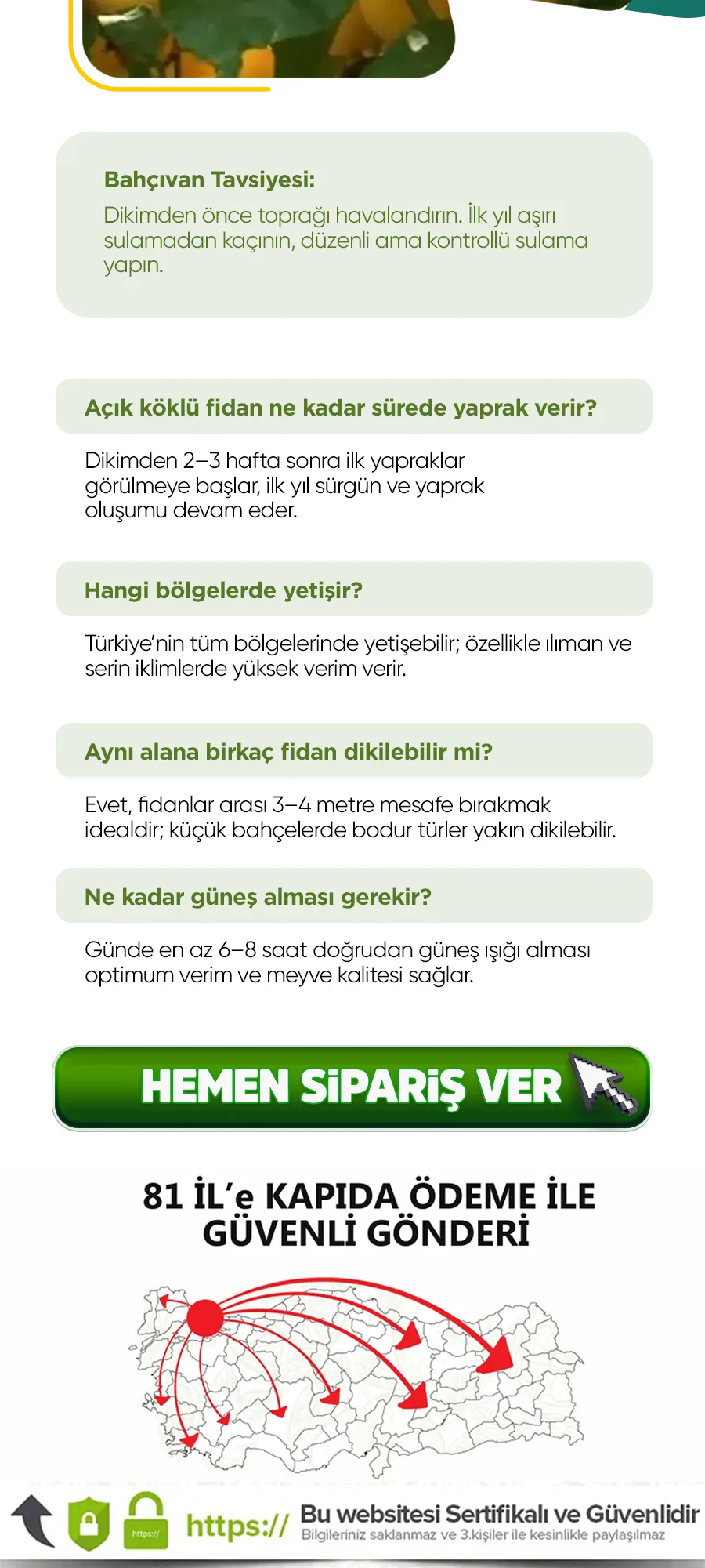 japongoldenerik.jpg 5